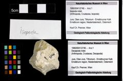 Foto (Objekt + Etiketten) von Isopoda indet. 